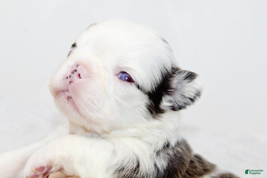 French Bulldog dogs for sale: Kelani-Full Fluffy Panda Husky with Testable - Ad 1