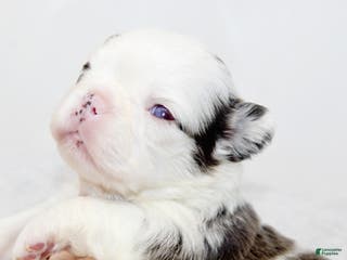 French Bulldog dogs Kelani-Full Fluffy Panda Husky with Testable - Ad 31