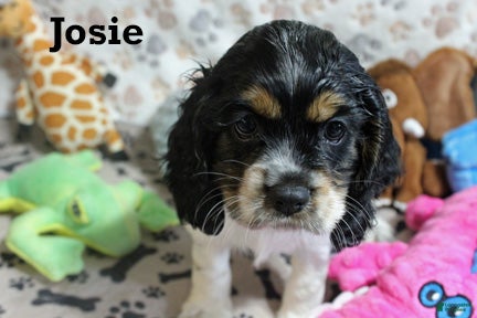 Cocker Spaniel dogs for sale: Josie - Ad 2