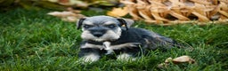 Miniature Schnauzer dogs for sale: Noelle - Ad 6