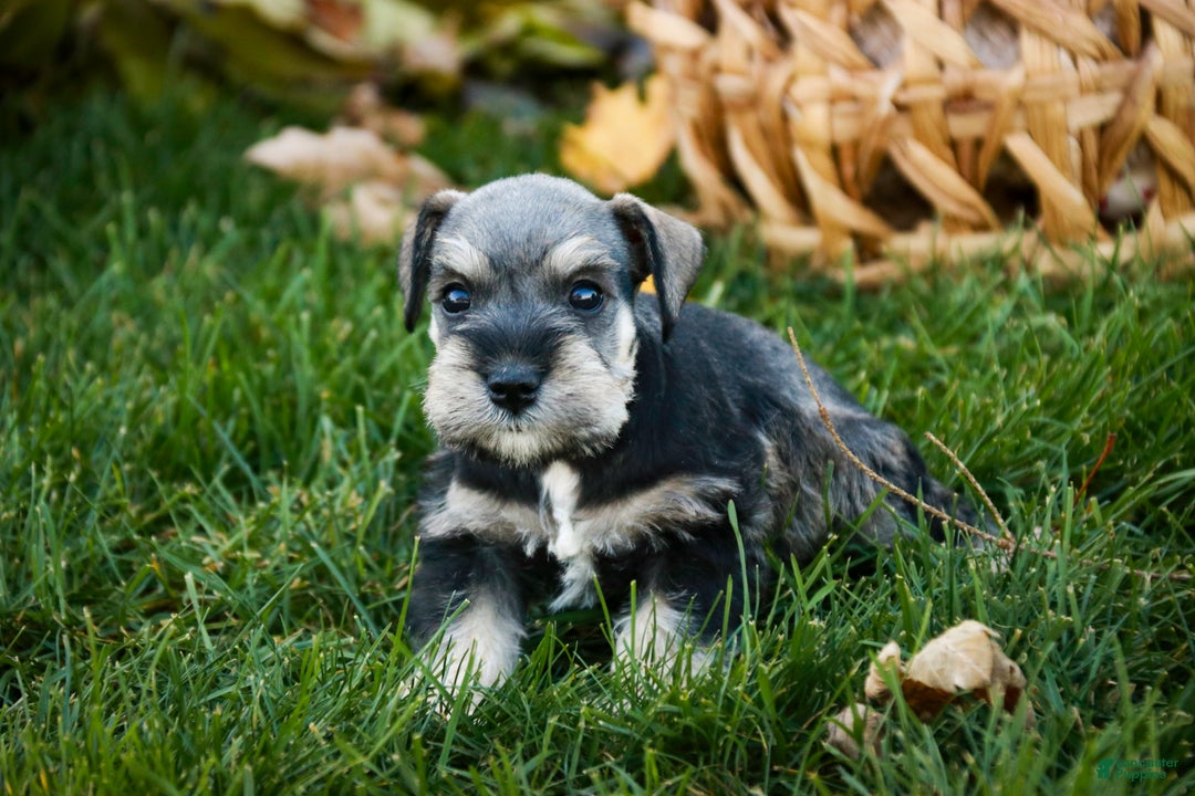 Miniature Schnauzer dogs for sale: Noelle - Ad 6