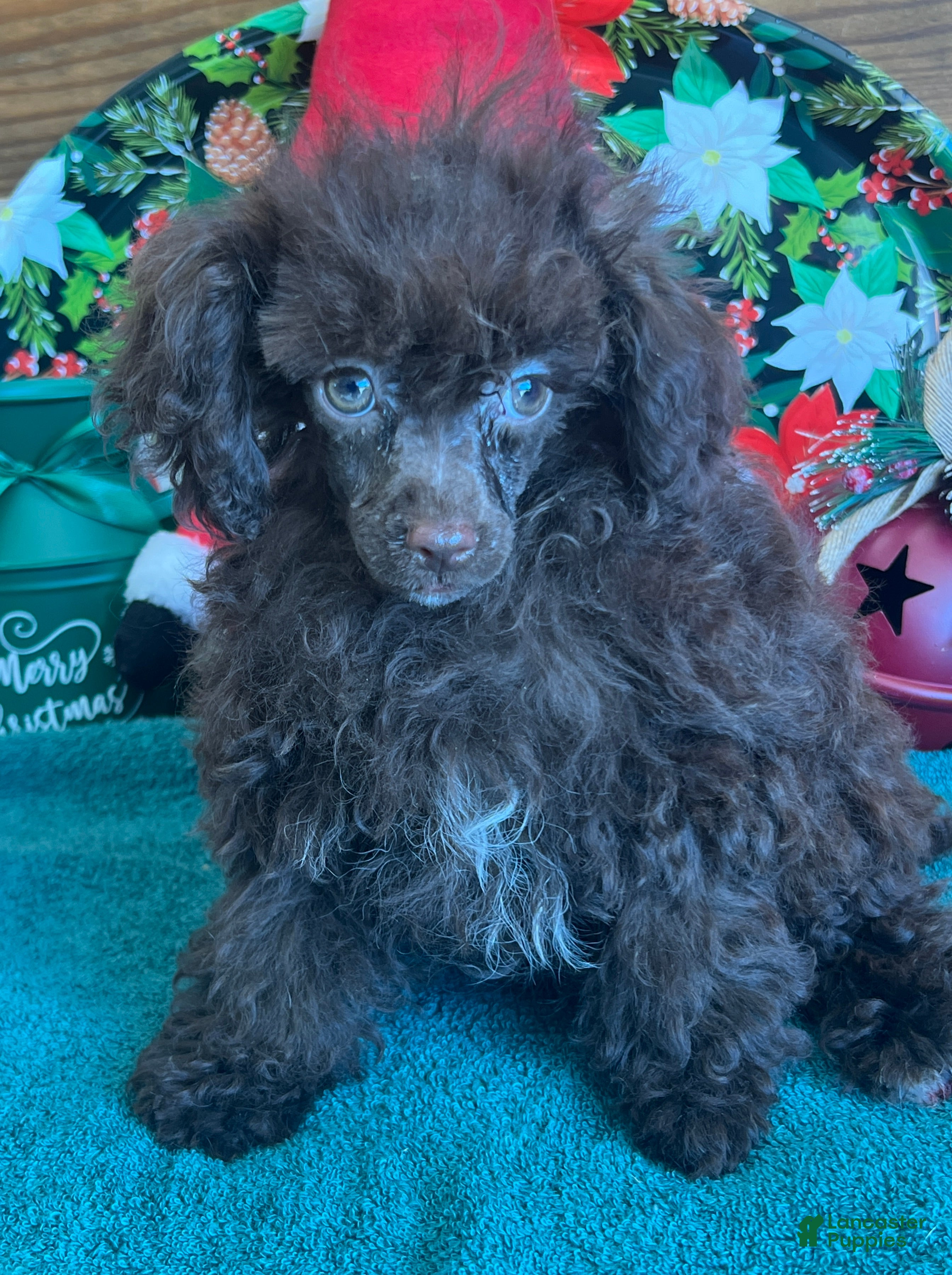 Toy Poodle dogs Lady - Ad 13