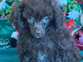 Toy Poodle dogs Lady - Ad 5