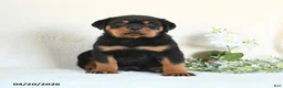 Rottweiler dogs for sale: Clay - Ad 4