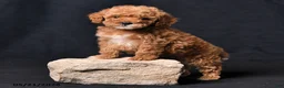 Toy Poodle dogs for sale: Tiny Crystal - Ad 4