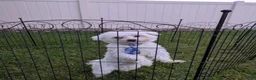 Maltese dogs for sale: Dakota  - Ad 4