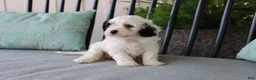 Cavapoo dogs for sale: Tulip - Ad 5