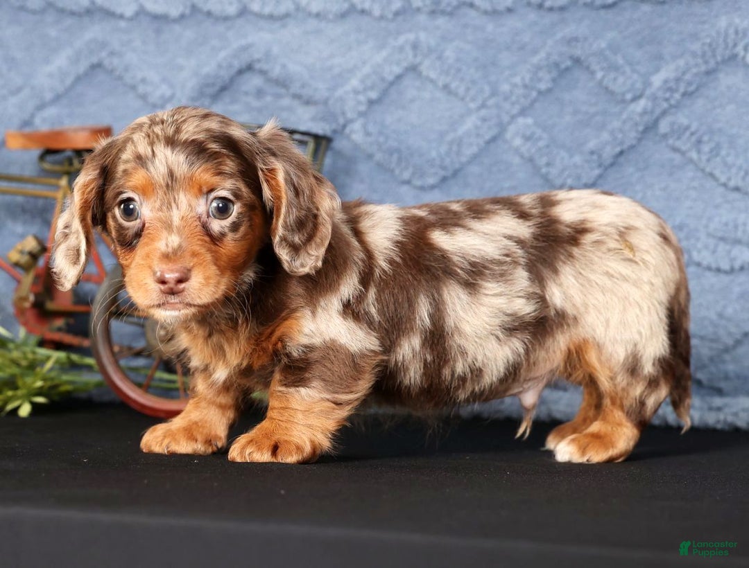 Miniature Dachshund dogs for sale: Niles - Ad 4