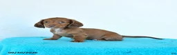 Miniature Dachshund dogs for sale: Clover - Ad 3