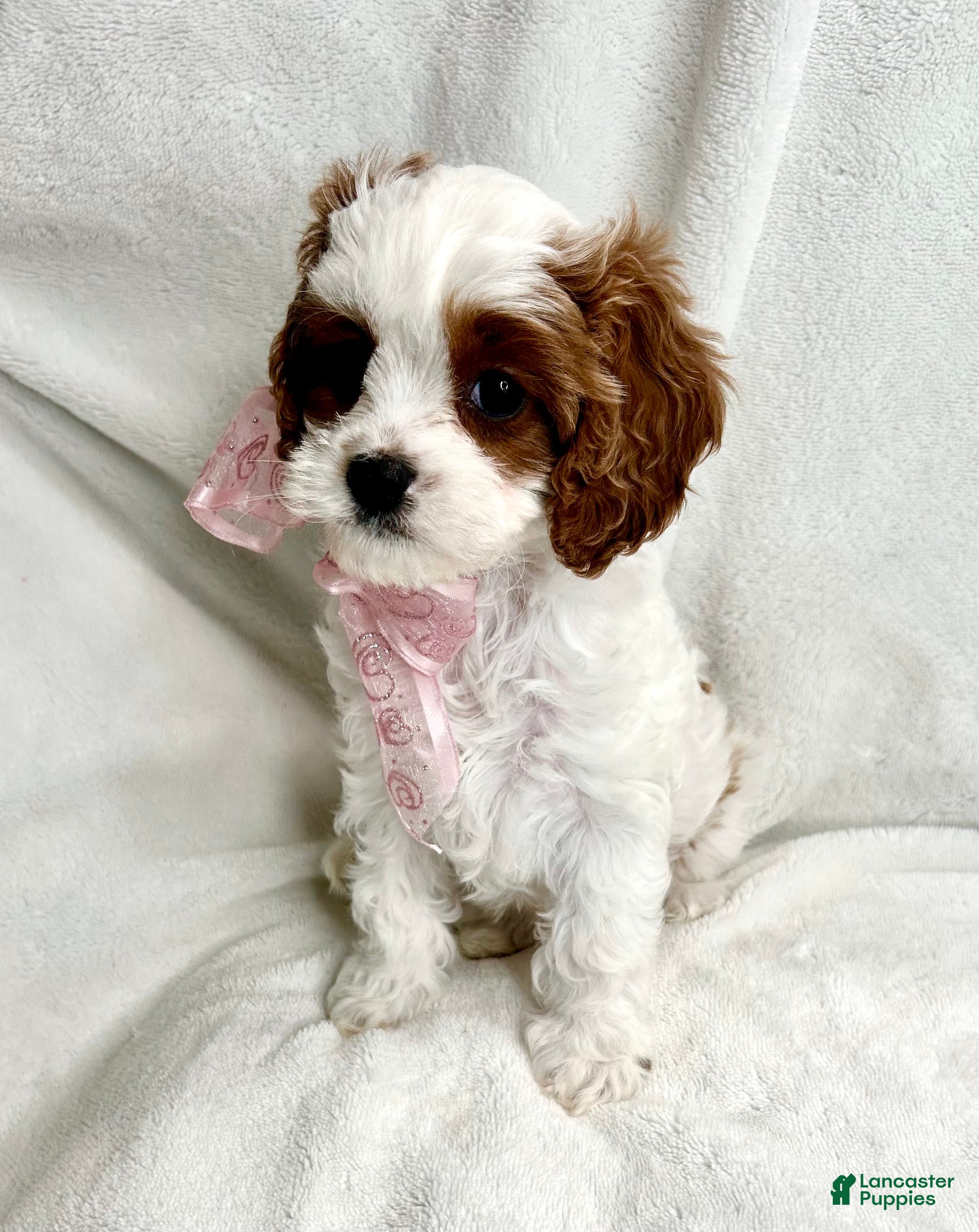 Cavapoo dogs Phoebe 💗  - Ad 2