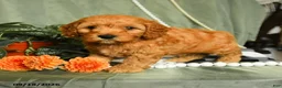 Cockapoo dogs for sale: Leif - Ad 1
