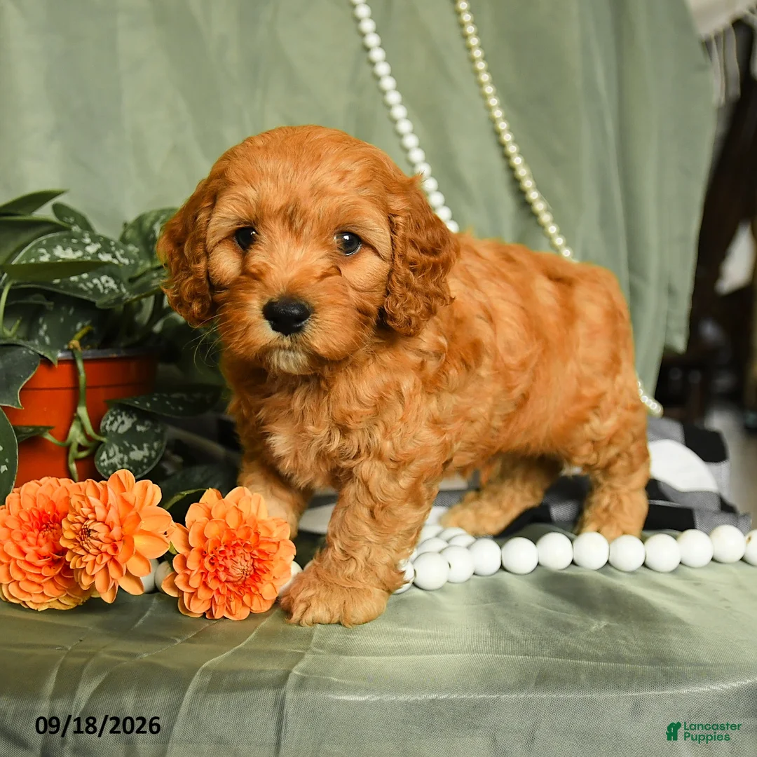 Cockapoo dogs for sale: Leif - Ad 1