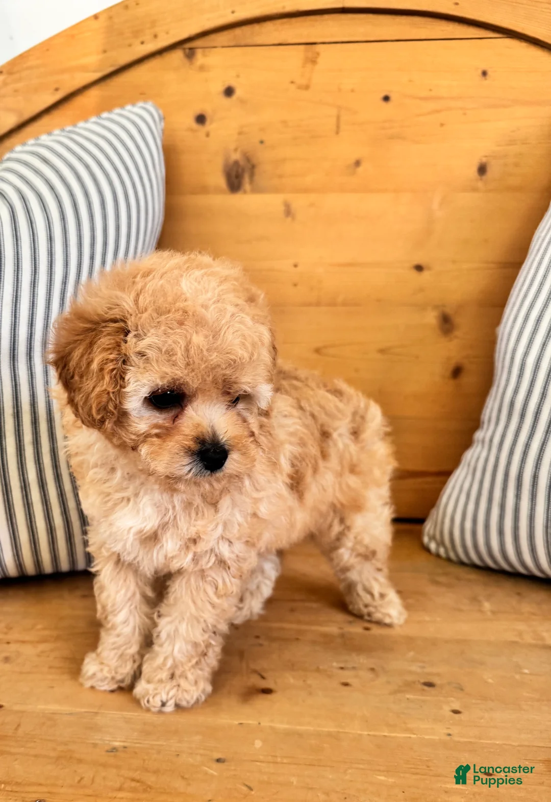Maltipoo dogs for sale: Maltipoo Puppy 1 - Ad 8