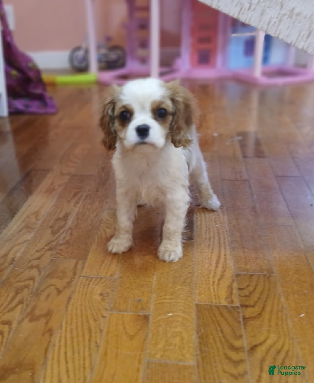 Cavalier King Charles Spaniel dogs for sale: Cavalier King Charles Spaniel Puppy 3 - Ad 1