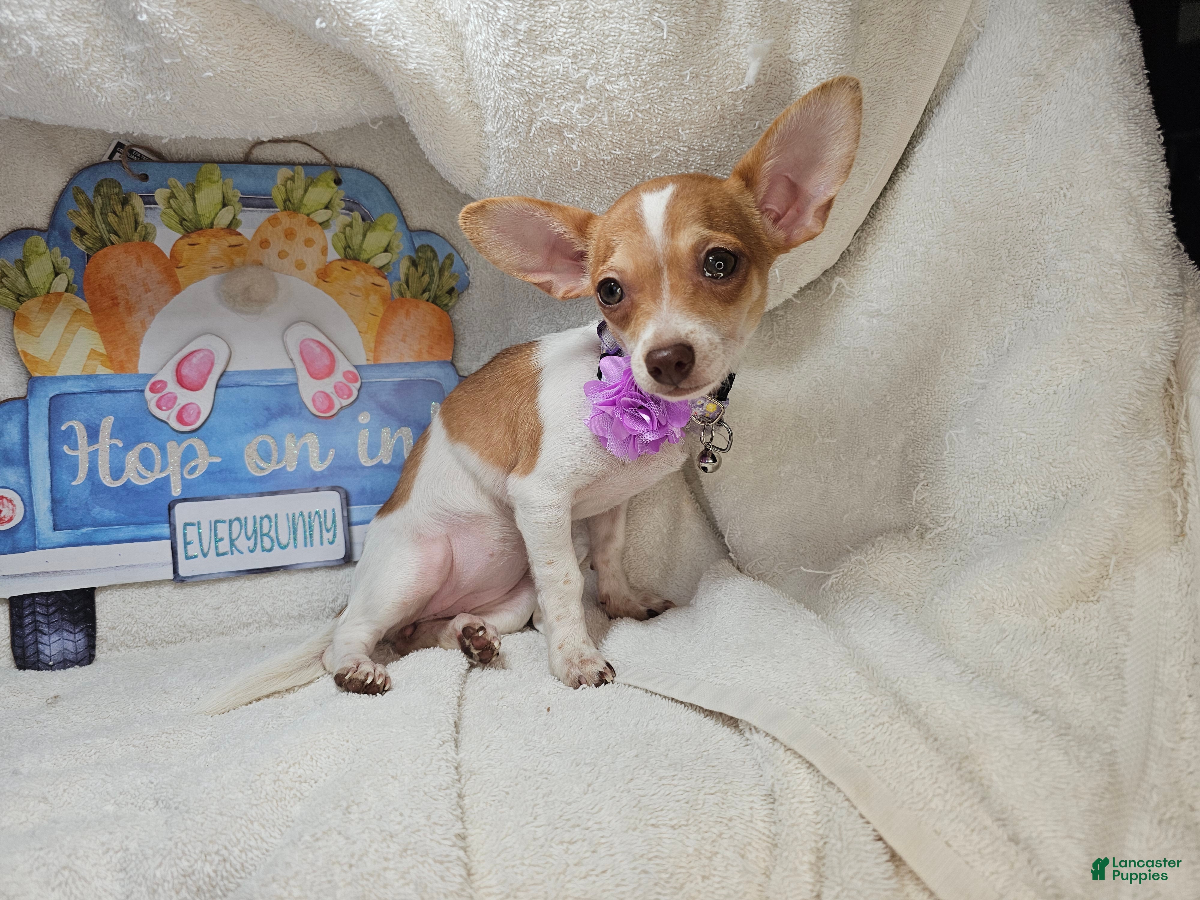 Chihuahua dogs Violette [6 lb adult] - Ad 41