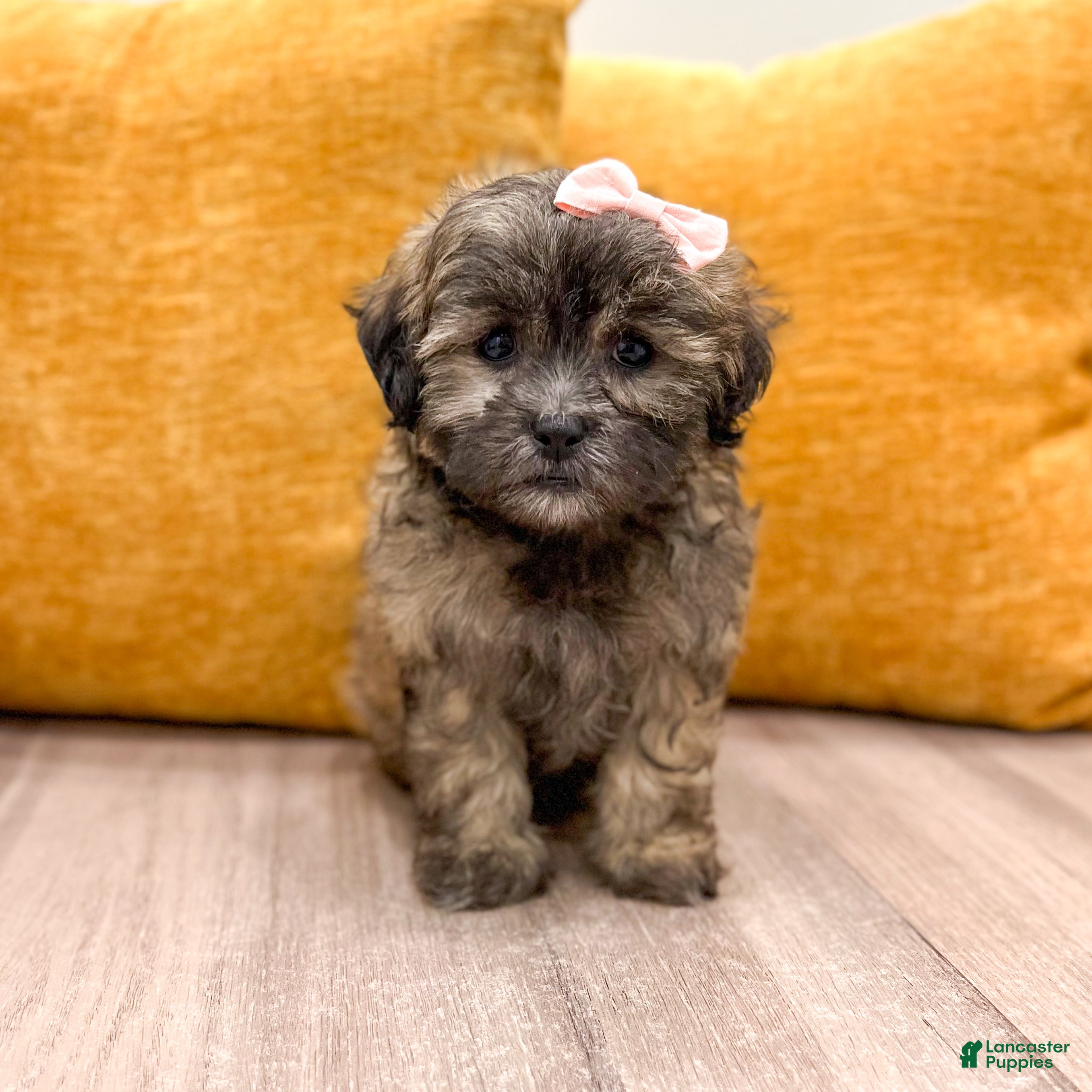 Shihpoo dogs Jewel - Ad 1