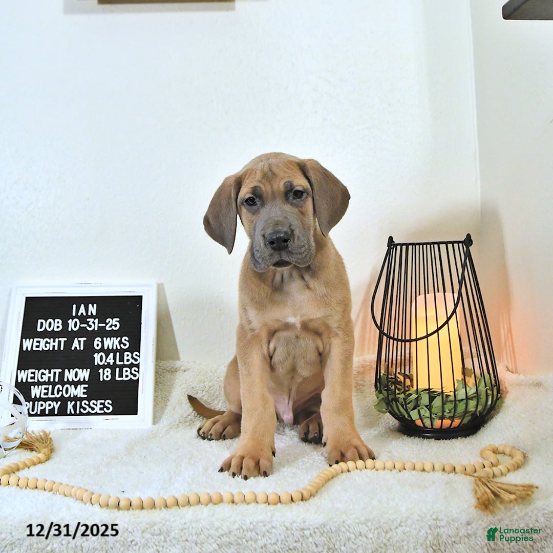 Great Dane dogs for sale: Ian - Ad 8