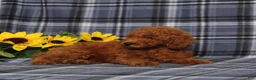 Miniature Poodle dogs for sale: Creed - Ad 4