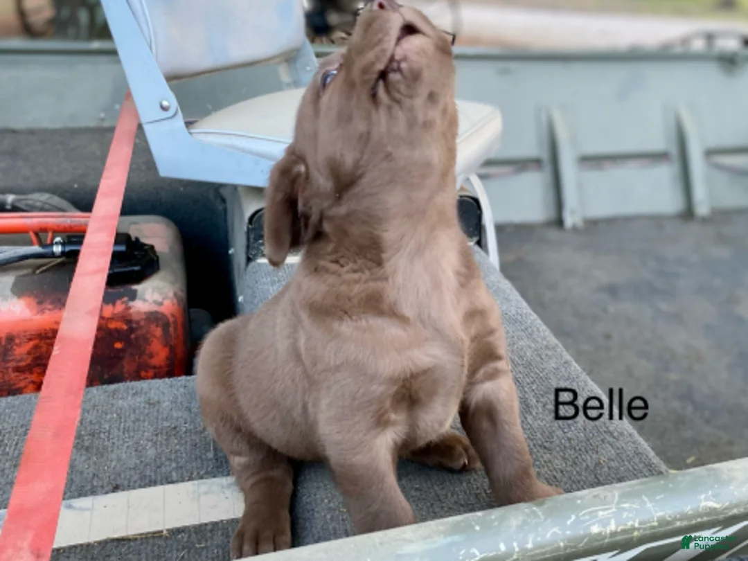 Labrador Retriever dogs for sale: Belle - Ad 1