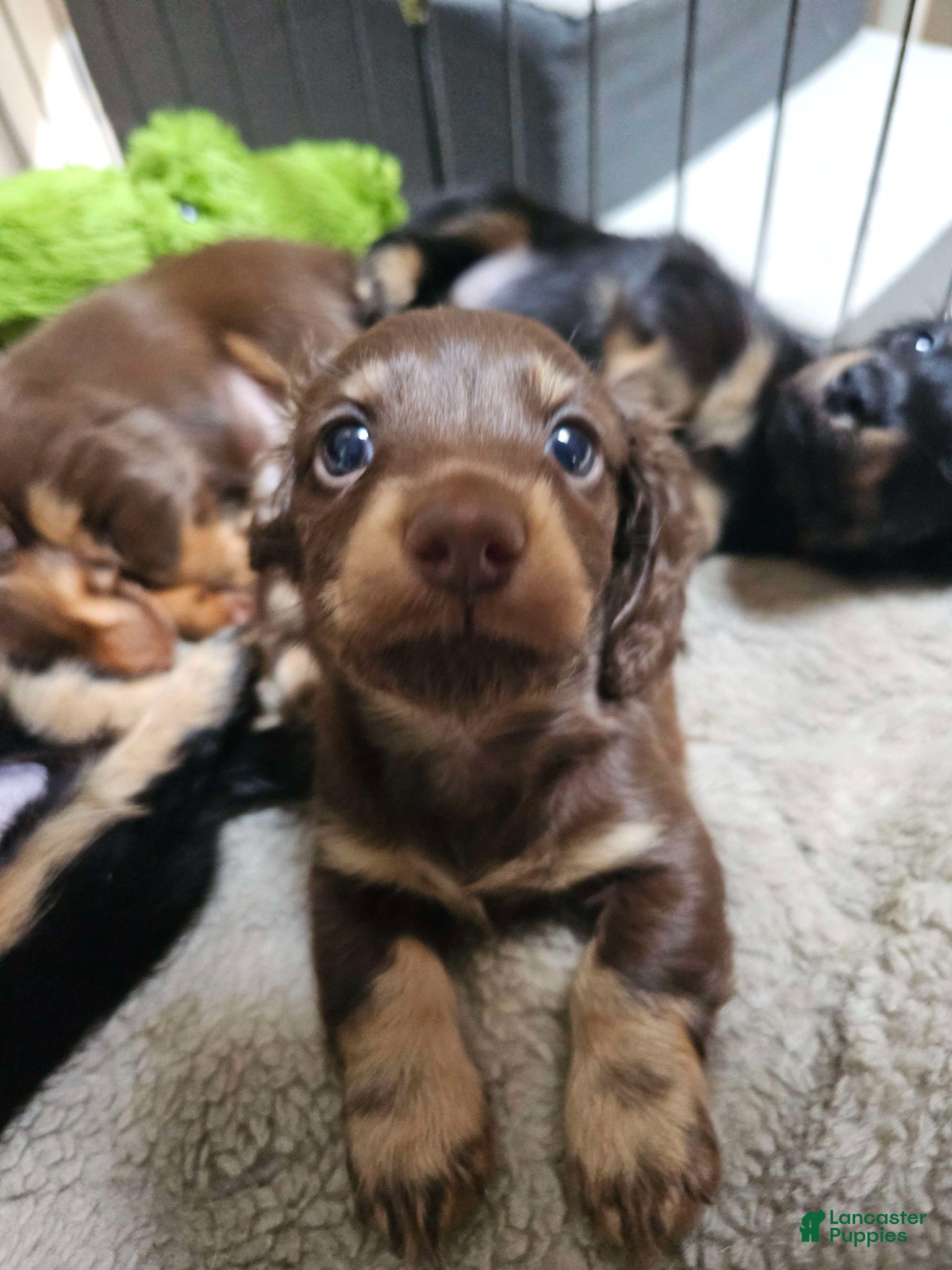 Miniature Dachshund dogs "The Boy!" - Ad 2