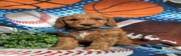 Goldendoodle dogs for sale: Farley Hypoallergenic - Ad 1