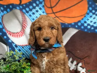 Mini Goldendoodle dogs for sale: Farley Hypoallergenic - Ad 4