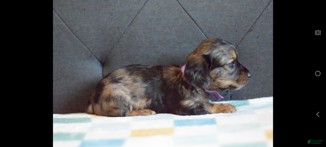 Miniature Dachshund dogs for sale: Miniature Dachshund Puppy 4 - Ad 4