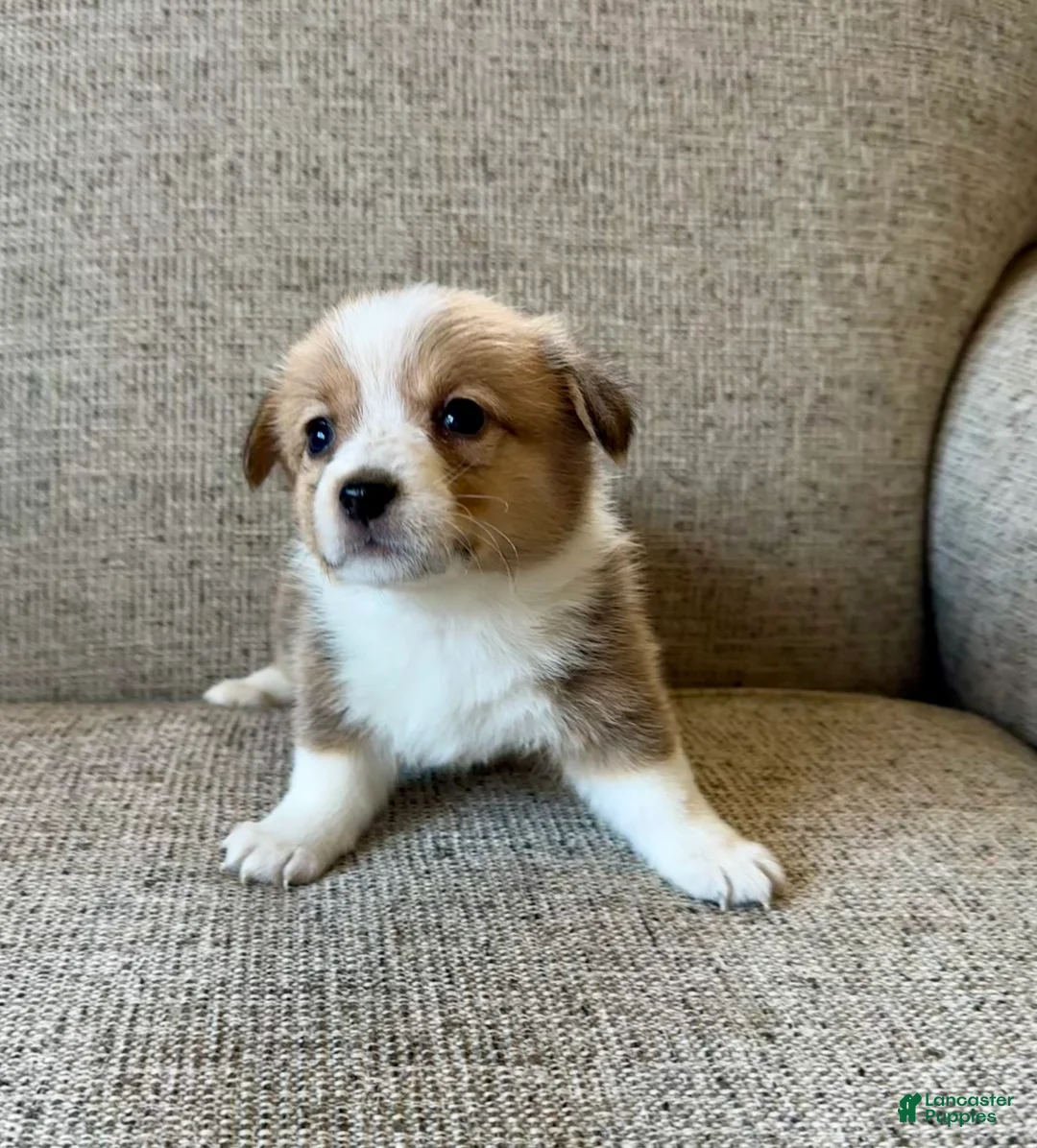 Welsh Corgi Pembroke dogs for sale:  Lulu  - Ad 1