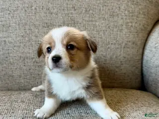 Welsh Corgi Pembroke dogs for sale: Lulu - Ad 2