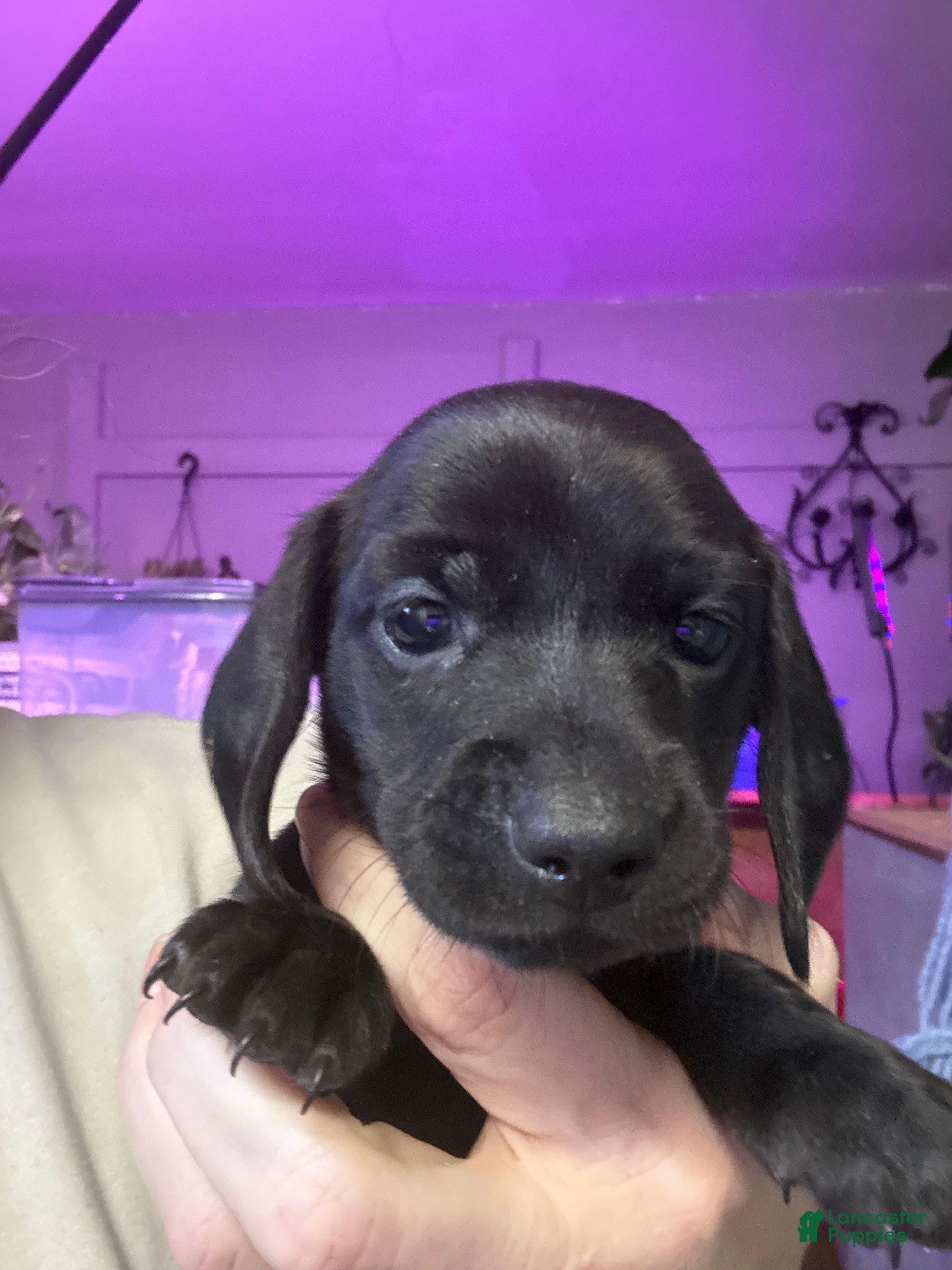 Miniature Dachshund dogs Miniature Dachshund Puppy 1 - Ad 7