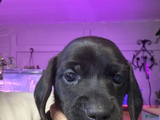 Miniature Dachshund dogs Miniature Dachshund Puppy 1 - Ad 7