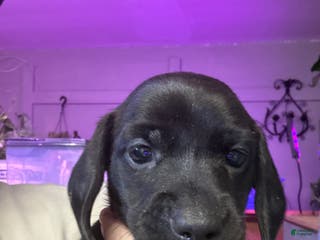 Miniature Dachshund dogs Miniature Dachshund Puppy 1 - Ad 11