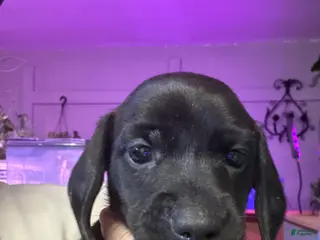 Miniature Dachshund dogs Miniature Dachshund Puppy 1 - Ad 6