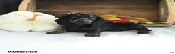 Miniature Dachshund dogs for sale: Delia - Ad 4