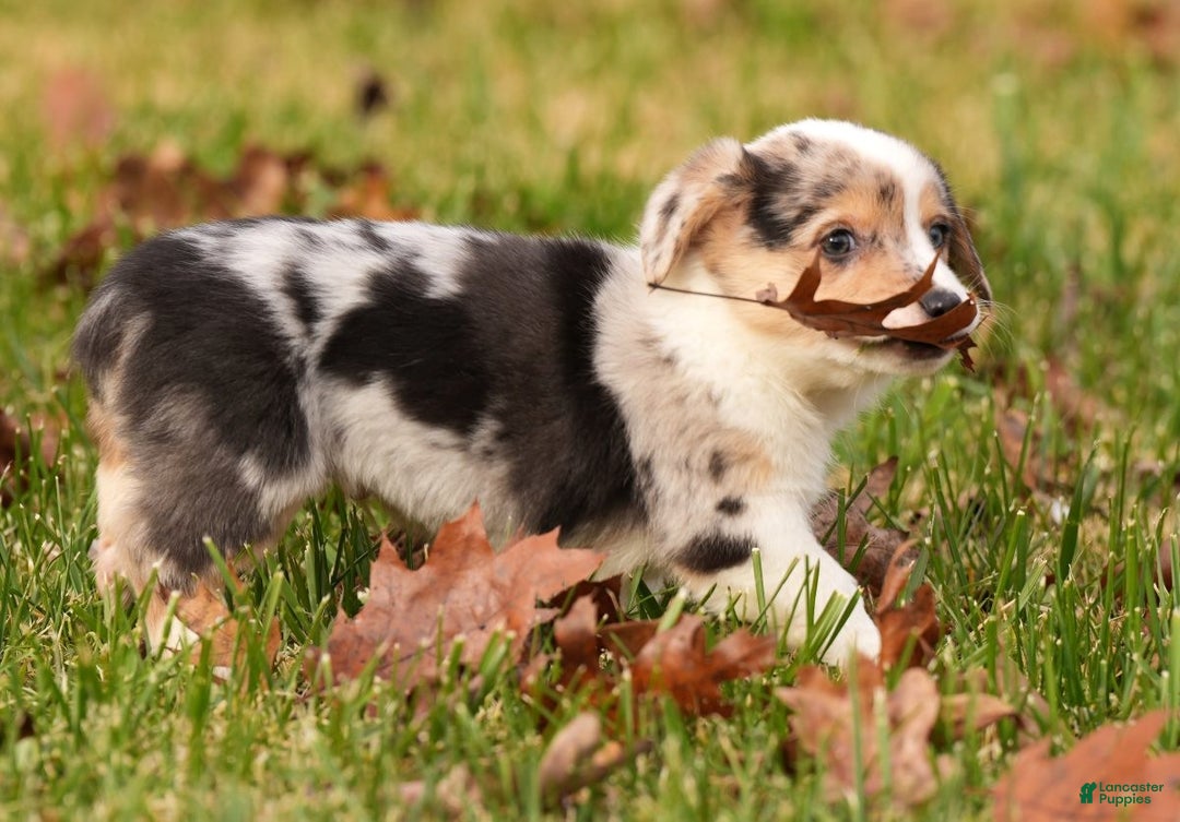 Welsh Corgi Pembroke dogs for sale: Ricky - Ad 7