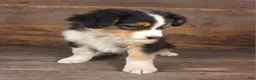 Australian Shepherd dogs for sale: Benjamin - Ad 8
