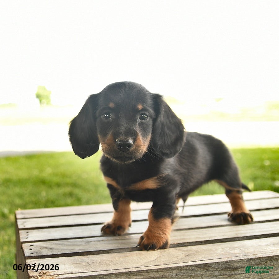 Miniature Dachshund dogs Nacho - Ad 2