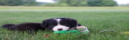 Border Collie dogs for sale: Hayes - Ad 3