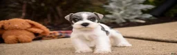 Miniature Schnauzer dogs for sale: Beauregard Miniature Schnauzer - Ad 14