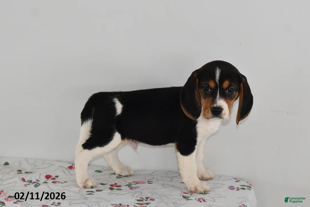 Beagle dogs for sale: Bentley - Ad 3