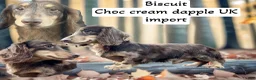 Miniature Dachshund dogs for sale: AKC pra clear import - Ad 8