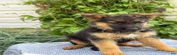German Shepherd dogs for sale: Greta - Ad 9