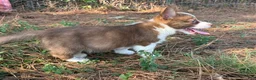 Mixed Breed dogs for sale: Blue collar boy - Ad 3