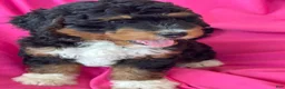 Mini Bernedoodle dogs for sale: WALTER - Ad 5