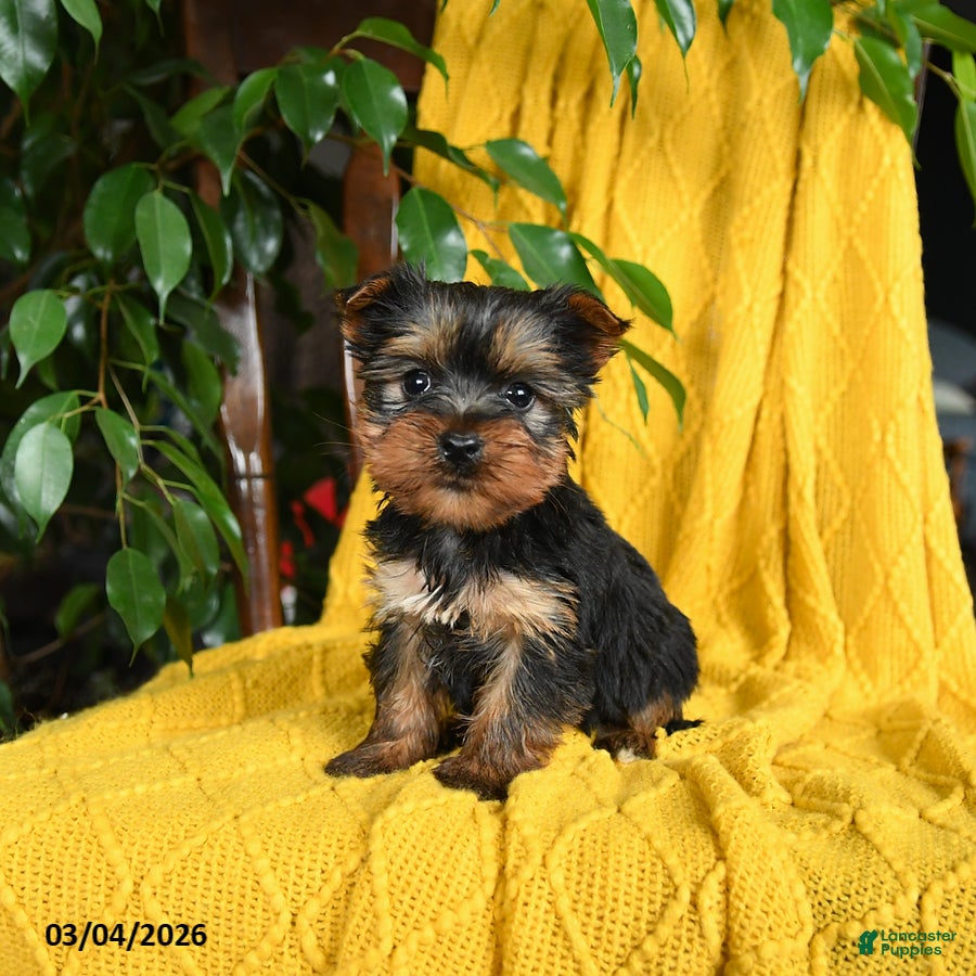 Yorkshire Terrier dogs Nicky - Ad 1
