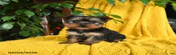 Yorkshire Terrier dogs for sale: Nicky - Ad 1