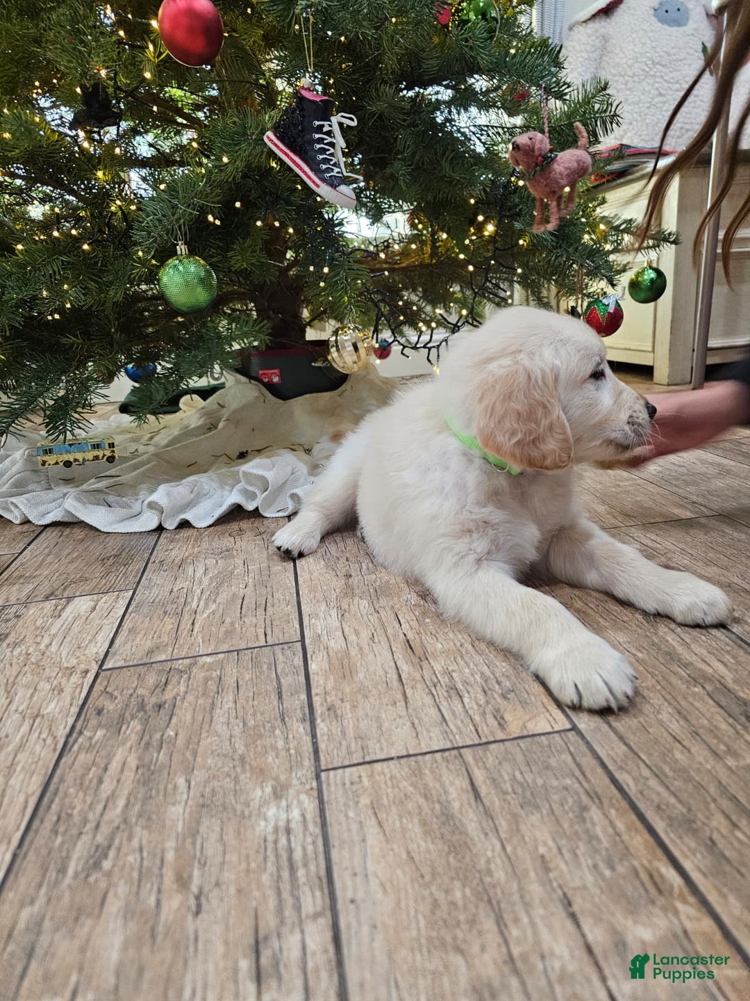 Golden Retriever dogs for sale: Golden Retriever Puppy 1 - Ad 10