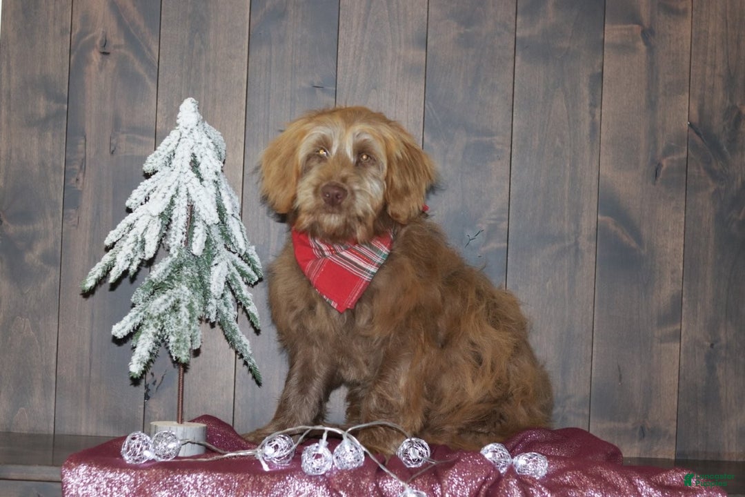 Mini Goldendoodle dogs for sale: Mini Goldendoodle Puppy 1 - Ad 2