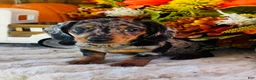 Miniature Dachshund dogs for sale: Tarzan  - Ad 5