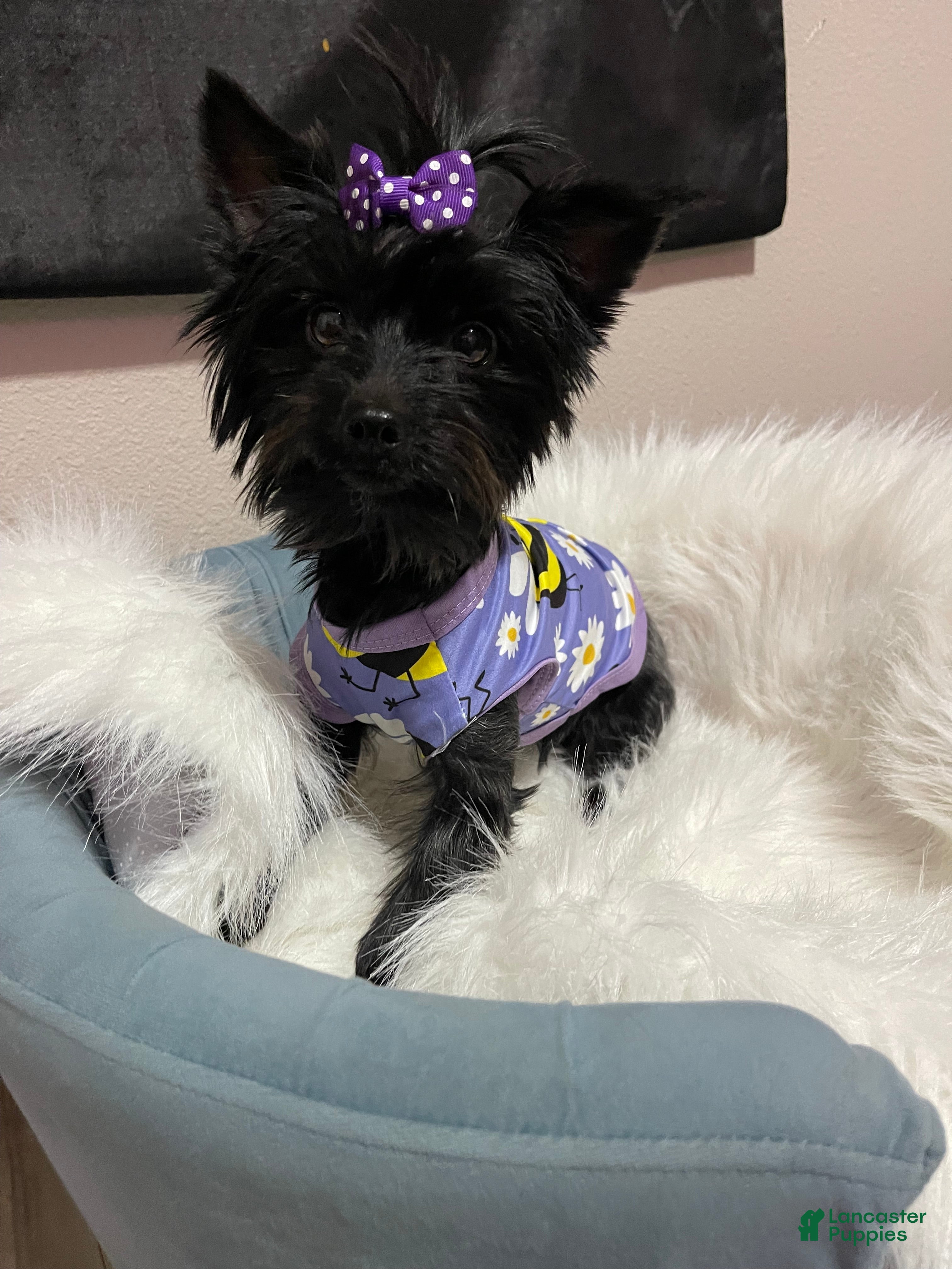 Yorkshire Terrier dogs KB Black 5 pound Mia - Ad 1